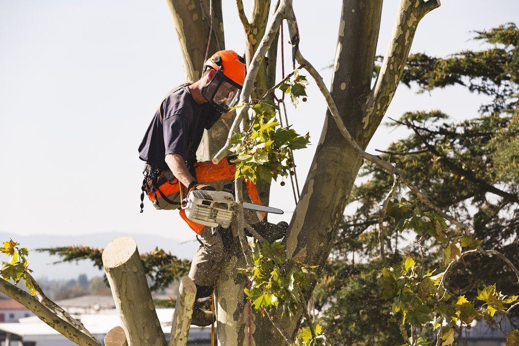 2021 Tree Removal Cost Cost To Cut Down A Tree