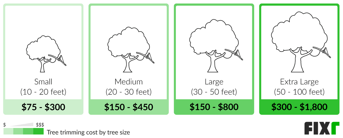 2022 Tree Trimming Cost Average Price For Tree Trimming