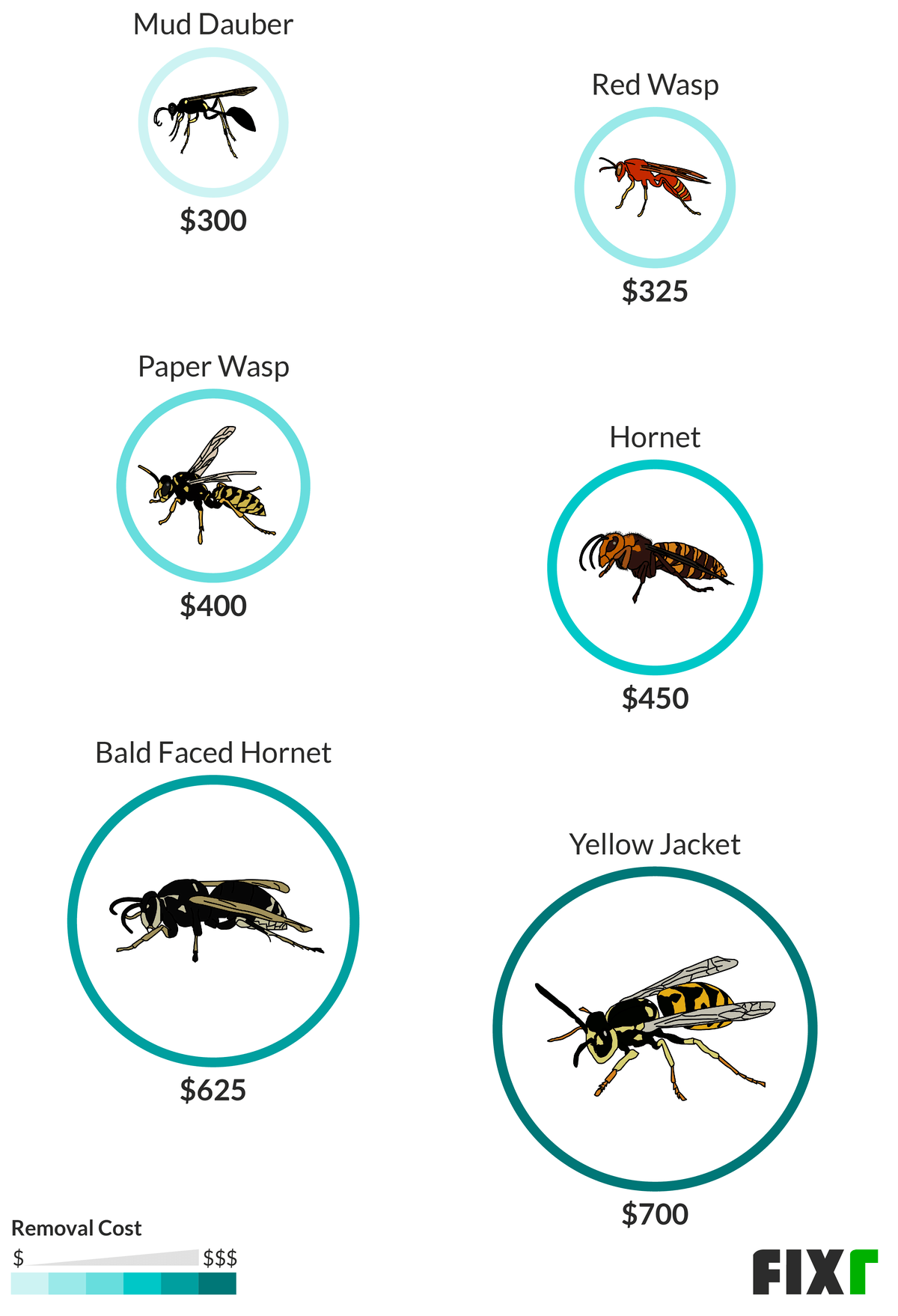 Wasp Nest Removal Cost Cost To Remove Wasps