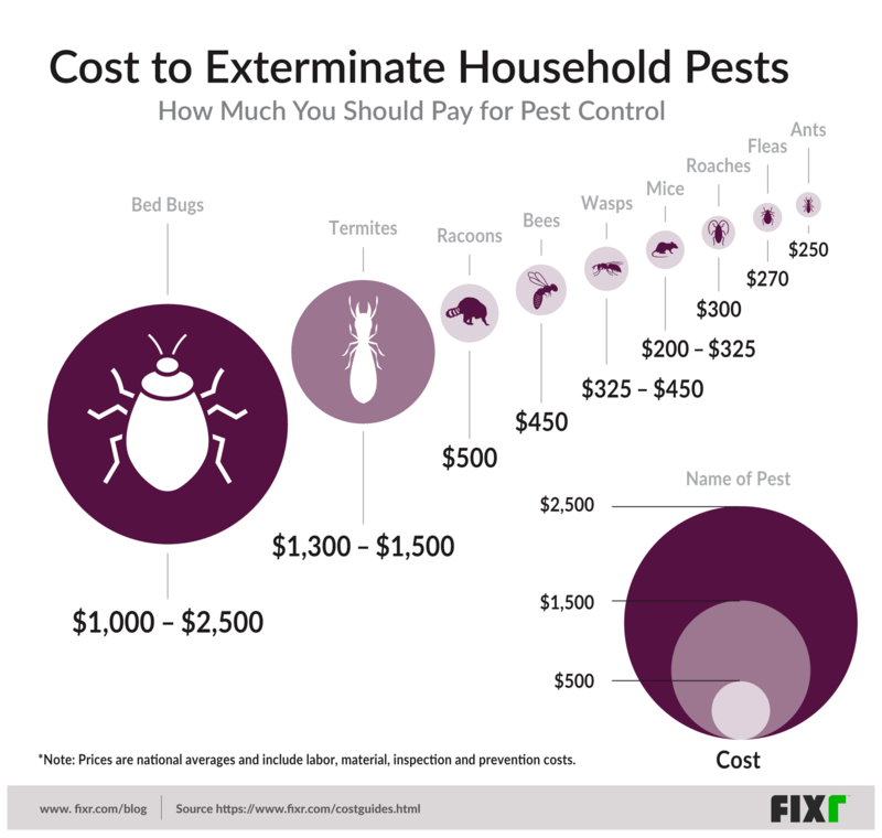 The Least Wanted Guests in Your House (Hint: Bed Bugs on Top)