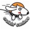 Pet Care, Dog Boarding and Walking