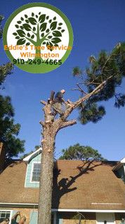 Tree removal wilmington nc free
