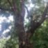 Professional Tree trimmer