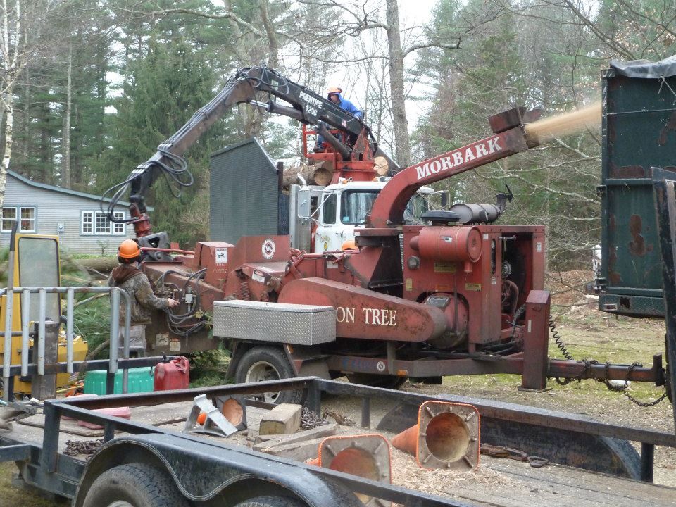 Tree removal service bellingham, Washington VA