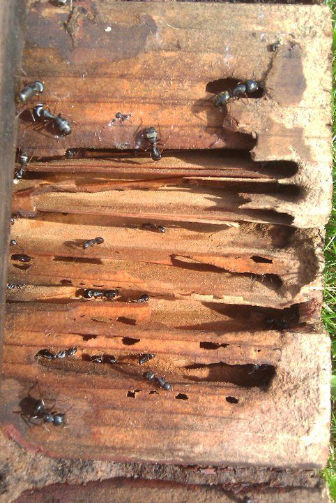 Pest Control In Maple Valley Wa Eco Elite Eco Elite Pest Control Has Been Rated With 22 Experience Points Based On Fixr S Rating System