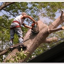 lumberjack usa tree removal