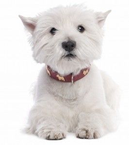 classy paws grooming salon