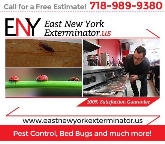 Pest & Rodent Control Solutions in Brooklyn, NY - East New ...
