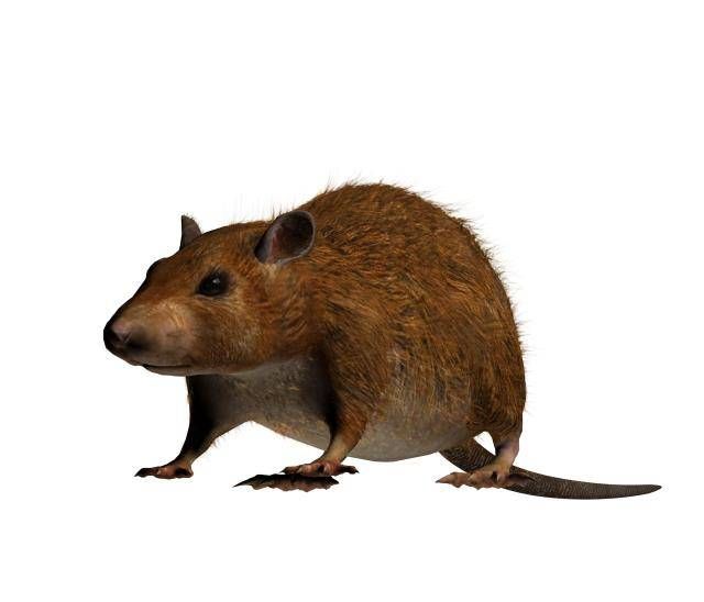 Pest Control In Maple Valley Wa Eco Elite Eco Elite Pest Control Has Been Rated With 22 Experience Points Based On Fixr S Rating System