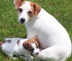 British grit jack russell sales terriers