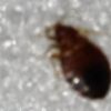 Termites and Pest Control