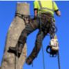Tree Trimming  and Removal