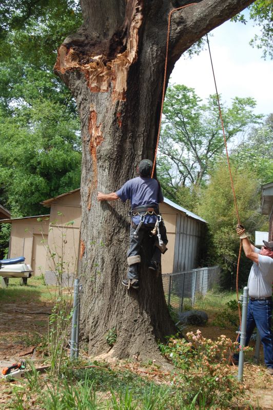 Trees Removal in Pensacola, FL Merritt Services Trees