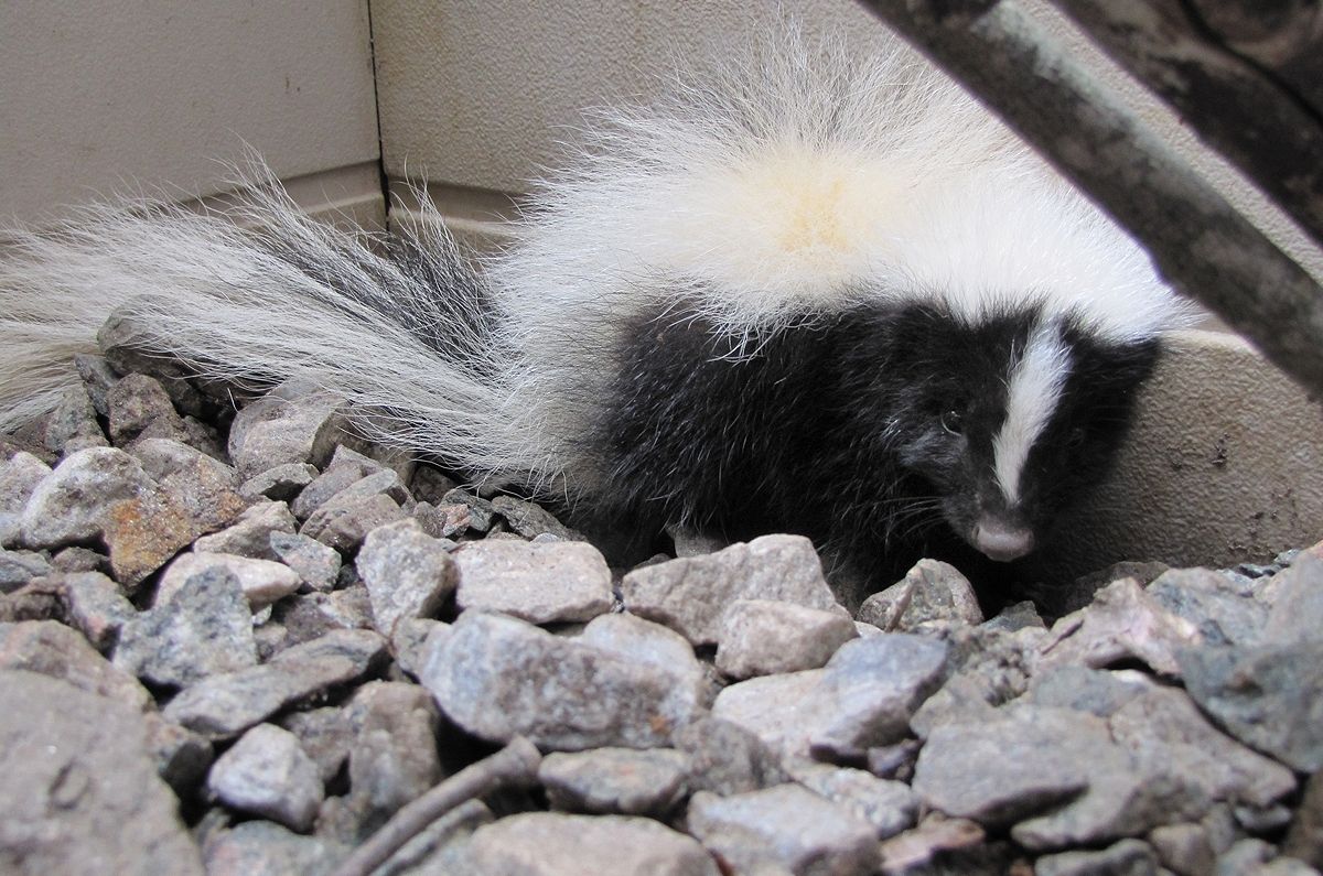 Bat Proofing &amp; Animal Trapping Experts in Harrison, NY