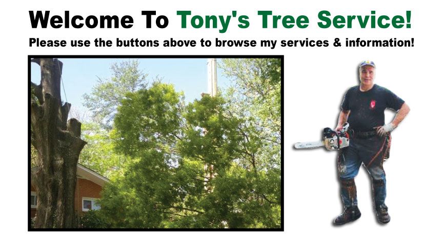 Tony tree landscaping